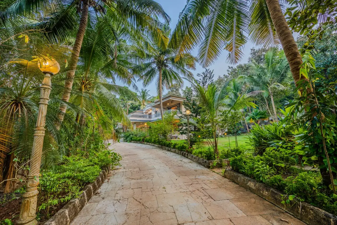Driveway through the palms, Solitaire Old Goa